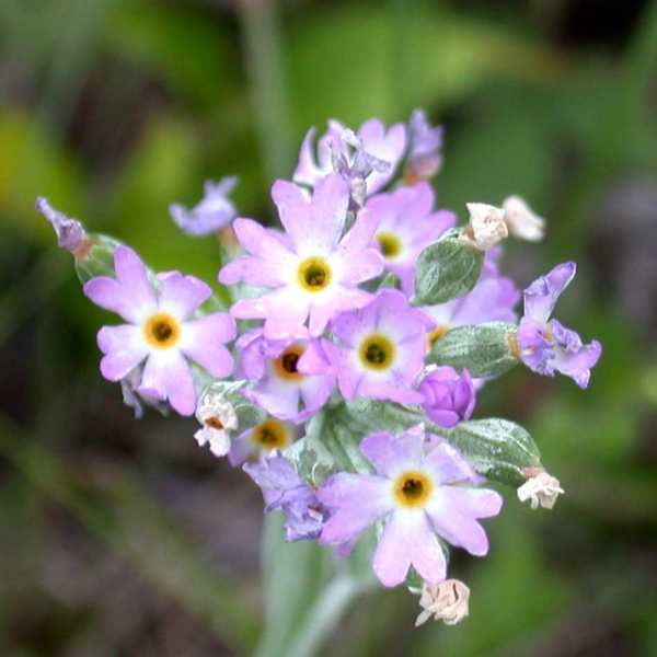 Primrose